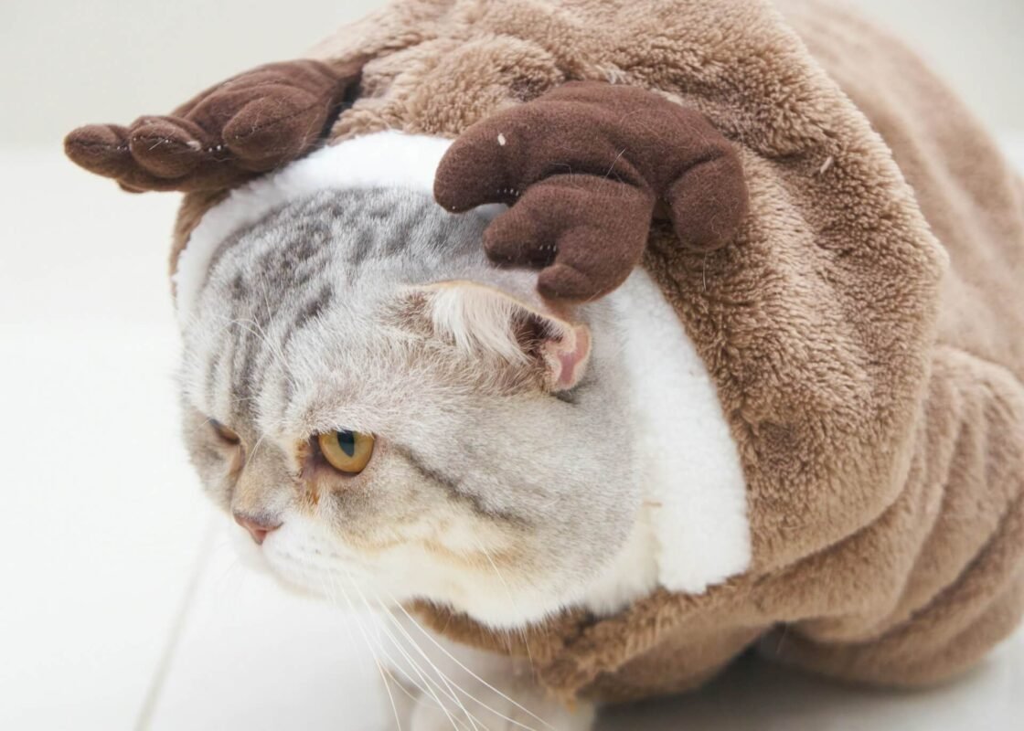Fun & Functional Pet Clothes Patterns For Every Season
