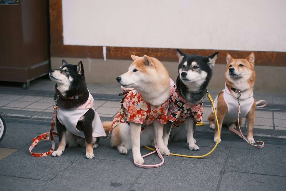 Fun & Functional Pet Clothes Patterns For Every Season