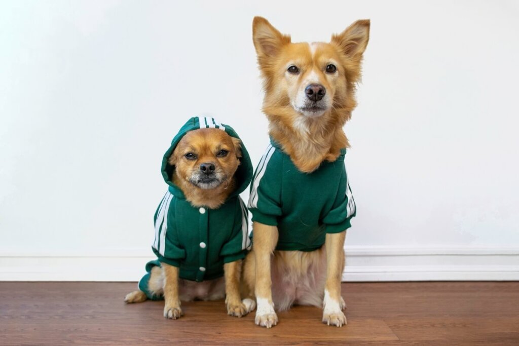 Trendy Pet Clothes Patterns For Pet Fashion Lovers