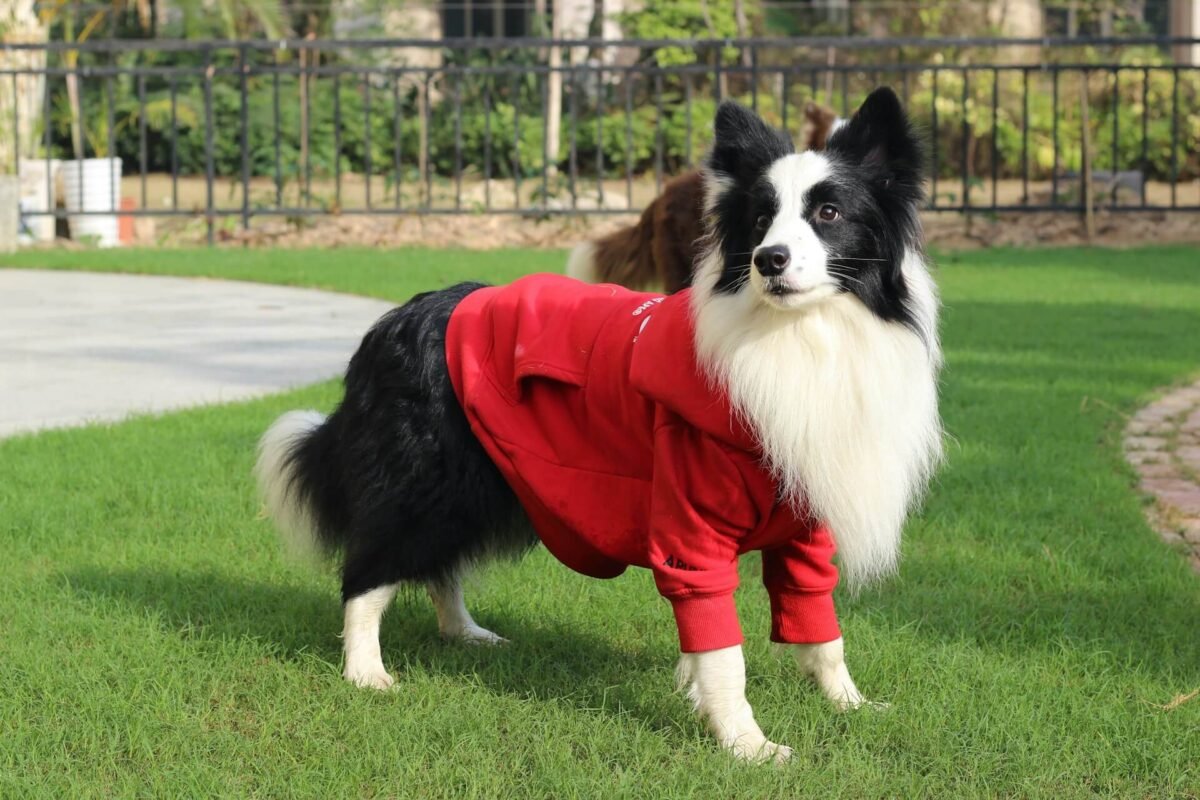 Fun & Functional Pet Clothes Patterns For Every Season